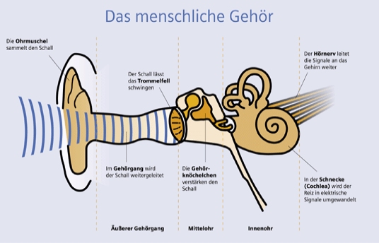 Das menschliche Gehör